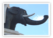 Logo elefante